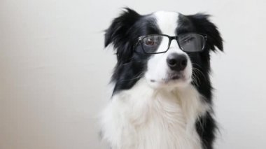 Beyaz arka planda izole edilmiş gözlüklü, gülümseyen yavru köpek sınır köpeğinin komik stüdyo portresi. Gözlüklü küçük köpek. Okula dönelim. Havalı inek tarzı. Komik hayvan hayvan yaşam konsepti