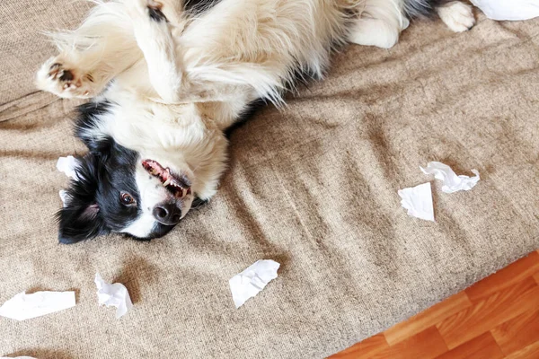 Naughty Playful Puppy Dog Border Collie Mischief Biting Toilet Paper — Stock Photo, Image