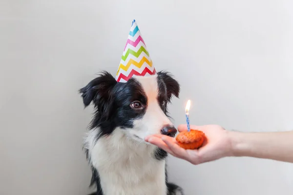 hjælp Perle sy Sød Hund Fest Hat Med Fødselsdagskage Farve Baggrund — Stock-foto ©  serezniy #363846710