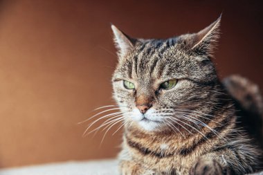Kibirli, kısa saçlı, evde dinlenen tekir kedilerin komik portresi. Küçük kedi yavrusu, ailenin sevimli bir üyesi evde oynuyor. Hayvan bakımı ve hayvan sağlığı konsepti
