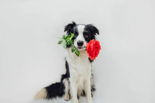 Valentine Day Concept Funny Portrait Cute Puppy Dog Border Collie — Stock Photo, Image