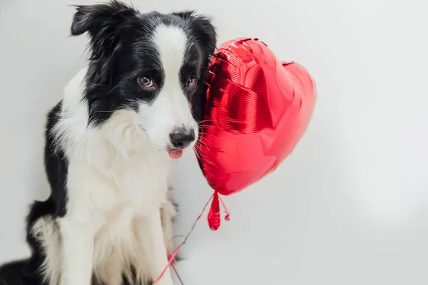 Valentine Day Concept Funny Portrait Cute Puppy Dog Border Collie — Stock Photo, Image