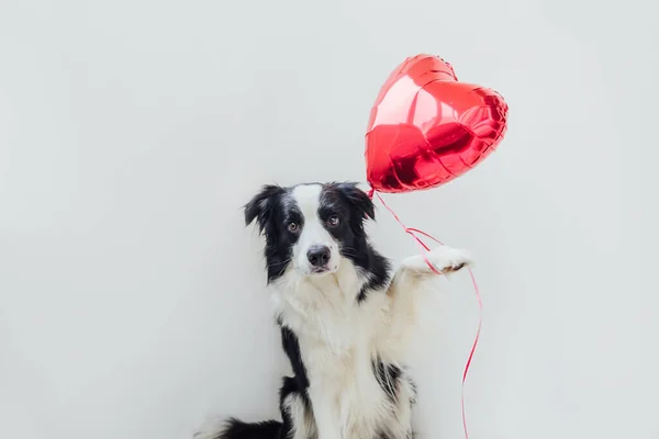 Valentine Day Concept Funny Portrait Cute Puppy Dog Border Collie — Stock Photo, Image