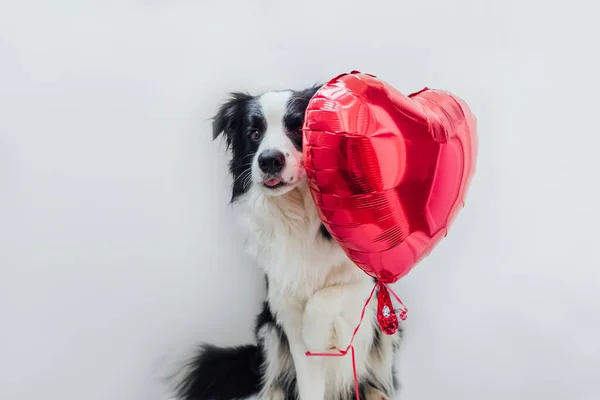 圣瓦伦丁节的概念有趣的肖像可爱的小狗边境牧羊犬抱着红色的心脏气球在爪子隔离的白色背景 情人节送礼给可爱的爱犬 — 图库照片
