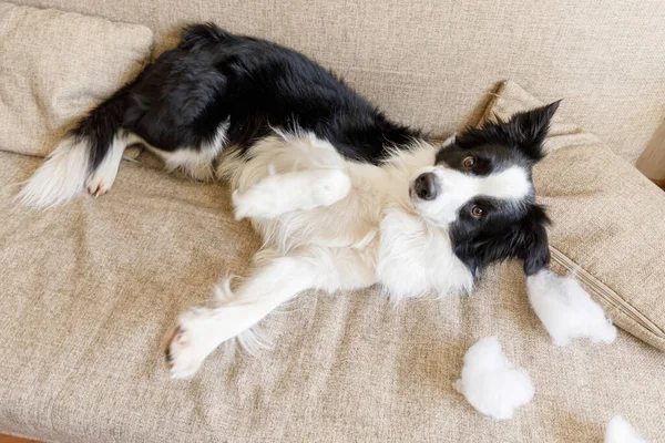 Travieso Juguetón Perro Perro Frontera Collie Después Travesura Morder Almohada — Foto de Stock