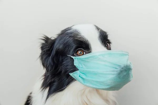 Chorego Lub Zaraźliwego Collie Granicy Psa Nosząc Ochronną Chirurgiczną Maskę — Zdjęcie stockowe