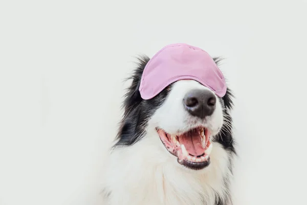 Molestes Déjame Dormir Funny Lindo Perro Sonriente Frontera Collie Con — Foto de Stock