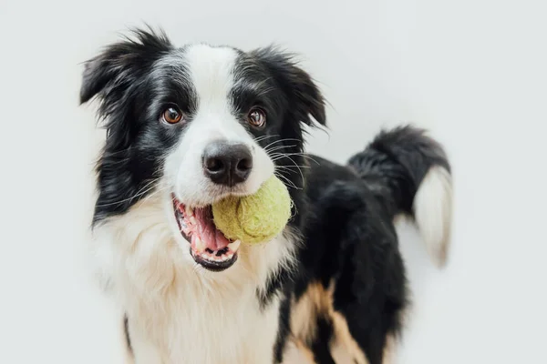 Lustiges Porträt Von Niedlichen Hundewelpen Border Collie Hält Spielzeugball Mund — Stockfoto