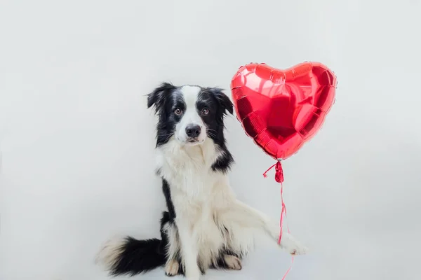 Valentine Day Concept Funny Portrait Cute Puppy Dog Border Collie — Stock Photo, Image