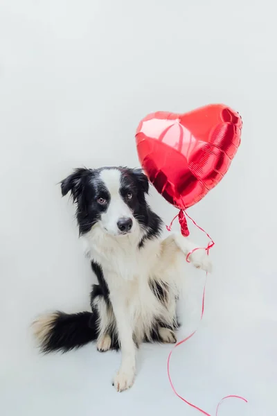 圣瓦伦丁节的概念有趣的肖像可爱的小狗边境牧羊犬抱着红色的心脏气球在爪子隔离的白色背景 情人节送礼给可爱的爱犬 — 图库照片