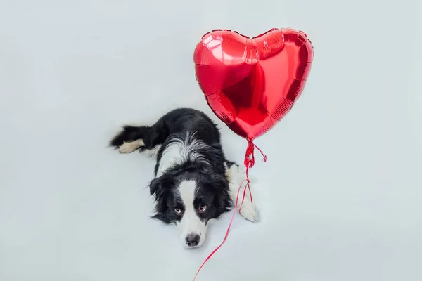 St. Valentine\'s Day concept. Funny portrait cute puppy dog border collie holding red heart balloon in paw isolated on white background. Lovely dog in love on valentines day gives gift