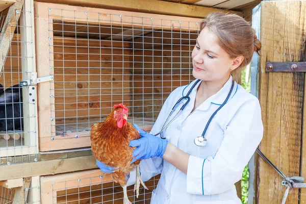 Happy young veterinarian woman with stethoscope holding and examining chicken on ranch background. Hen in vet hands for check up in natural eco farm. Animal care and ecological farming concept