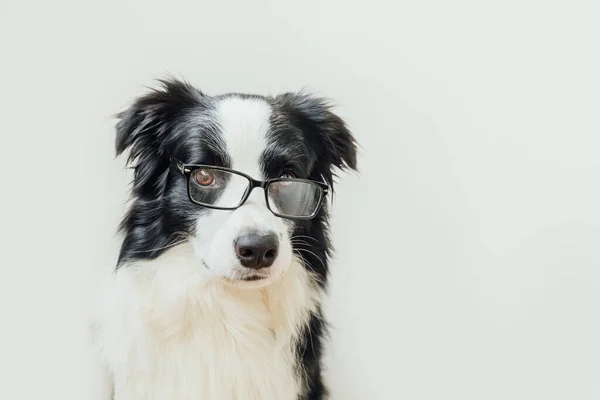 Αστεία Στούντιο Πορτρέτο Του Χαμογελαστού Κουτάβι Σκυλί Σύνορα Κόλλεϊ Γυαλιά — Φωτογραφία Αρχείου