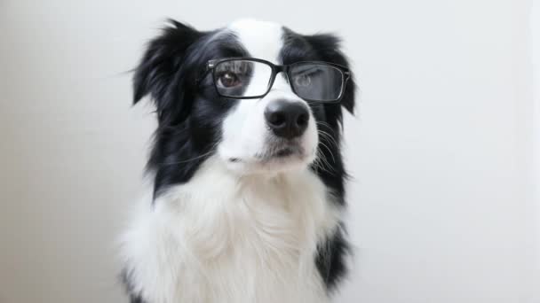 笑着的小狗的滑稽的工作室肖像边境牧羊犬在眼镜孤立的白色背景 小狗戴着眼镜凝视着 回学校去很酷的书呆子风格 有趣的宠物动物生活概念 — 图库视频影像