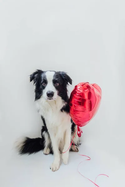 발렌타인데이 컨셉이야 배경에 풍선을 귀여운 강아지 사진이 발렌타인 데이에 사랑에 — 스톡 사진