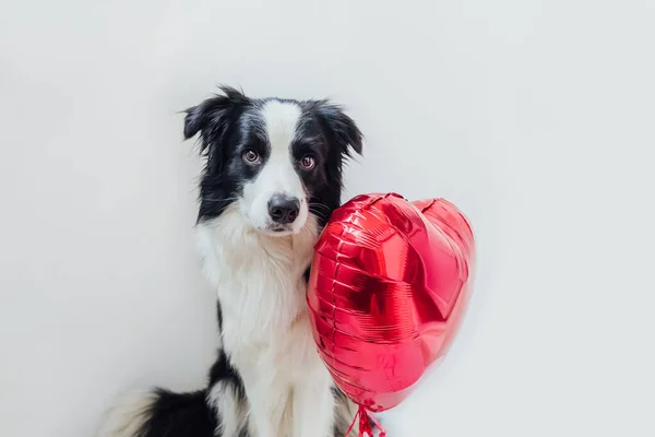 Valentine Day Concept Funny Portrait Cute Puppy Dog Border Collie — Stock Photo, Image