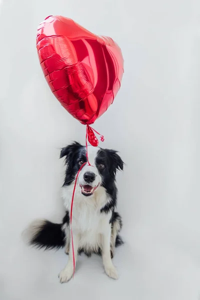 Valentijnsdag Concept Grappig Portret Schattig Puppy Rand Collie Houden Rode — Stockfoto