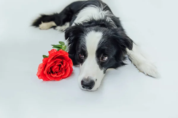 Valentine Day Concept Funny Portrait Cute Puppy Dog Border Collie — Stock Photo, Image