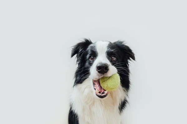 Zabawny Portret Uroczego Szczeniaka Granica Collie Trzymając Piłkę Zabawki Ustach — Zdjęcie stockowe