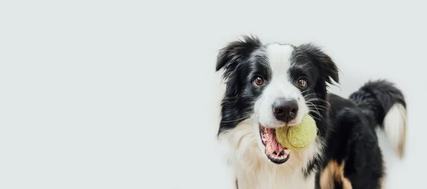 Grappig Portret Schattig Puppy Rand Collie Houden Speelgoed Bal Mond — Stockfoto