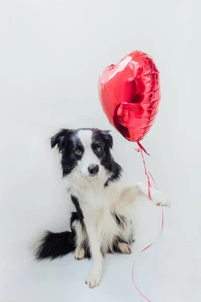 Pomysł Walentynki Zabawny Portret Cute Szczeniak Granica Collie Trzymając Czerwony — Zdjęcie stockowe