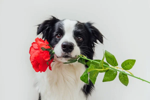 Saint Valentin Concept Drôle Portrait Mignon Chiot Bordure Chien Collie Image En Vente