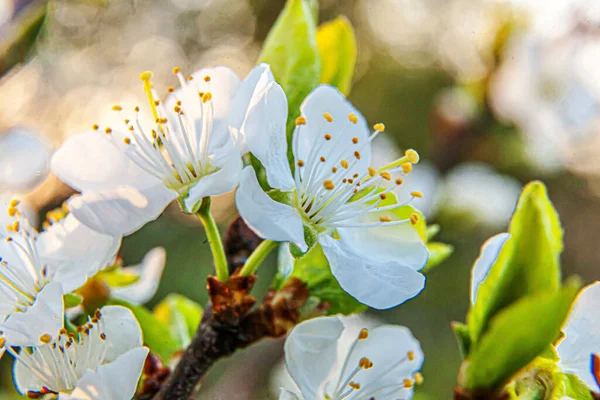 Hermosas Flores Sakura Flor Cerezo Blanco Primavera Fondo Natural Con — Foto de Stock