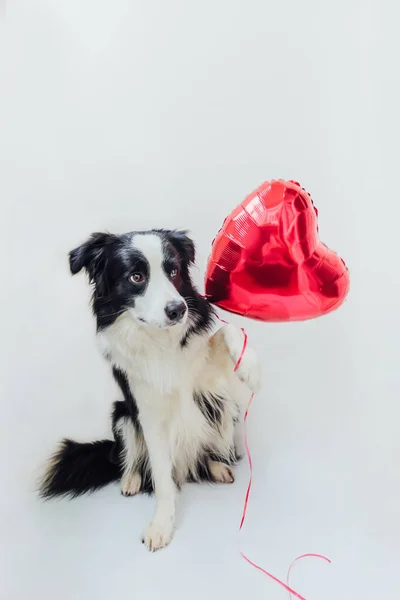 Valentijnsdag Concept Grappig Portret Schattig Puppy Rand Collie Houden Rode — Stockfoto