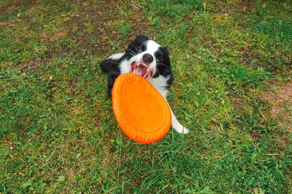 Outdoor portret van leuke grappige puppy rand collie vangen speelgoed in de lucht. Hond speelt met vliegende schijf. Sportactiviteiten met hond in het park buiten. — Stockfoto