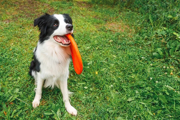 Outdoor portret van leuke grappige puppy rand collie vangen speelgoed in de lucht. Hond speelt met vliegende schijf. Sportactiviteiten met hond in het park buiten. — Stockfoto