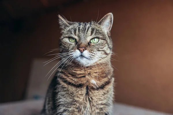 Kibirli, kısa saçlı, evde dinlenen tekir kedilerin komik portresi. Küçük kedi yavrusu evin içinde oynayan sevimli bir aile üyesi. Hayvan bakımı ve hayvan sağlığı konsepti. — Stok fotoğraf