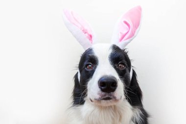 Mutlu Paskalyalar. Beyaz arka planda izole edilmiş paskalya tavşanı kulakları takan sevimli, gülümseyen köpek yavrusu sınır köpeğinin komik portresi. Tatil için hazırlık. Bahar tebrik kartı.