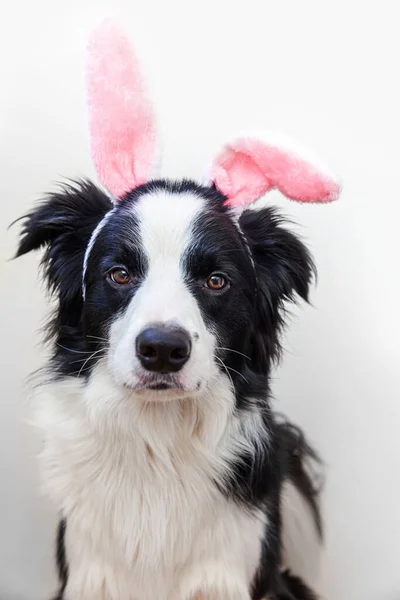 Feliz Concepto Pascua Retrato Divertido Lindo Perro Sonriente Frontera Collie — Foto de Stock
