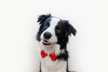 Komik bir köpek yavrusu portresi papyonlu çoban köpeği beyaz arka planda izole edilmiş bir beyefendi ya da damat. Ailenin yeni sevimli üyesi küçük köpek kameraya bakıyor. Komik hayvan hayvan yaşam konsepti