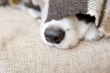 Komik bir portre köpek yavrusu, içeride kareli kanepenin altında yatıyor. Köpek burnu ekosenin altından fırlıyor. Yakından. Soğuk kış havasında evcil hayvan battaniyenin altında sıcak tutar. Hayvan bakımı hayvan yaşamı