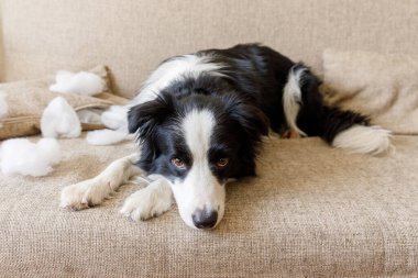 Evdeki kanepede yatan yaramaz yastığı ısırdıktan sonra yaramaz yavru köpek sınır köpeği çoban köpeği. Suçlu köpek ve yıkılmış oturma odası. Dağınık ev ve komik suçlu bakışlı köpek yavrusu.