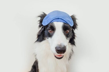 Beni rahatsız etme, bırak uyuyayım. Beyaz arka planda izole edilmiş uyuyan göz maskeli komik, sevimli, gülen köpek yavrusu sınır köpeği çoban köpeği. Dinlen, iyi geceler, siesta, uykusuzluk, rahatlama, yorgunluk, seyahat konsepti