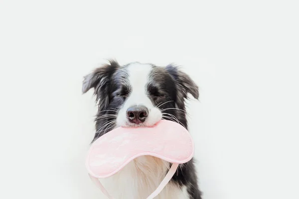 Disturb Let Sleep Funny Cute Smiling Puppy Dog Border Collie — Stock Photo, Image