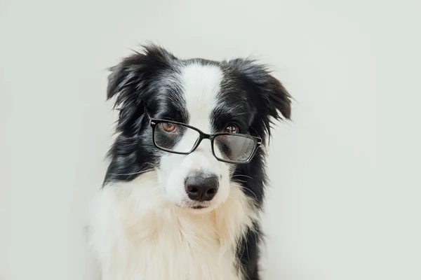 Rolig Studio Porträtt Leende Valp Hund Gränsen Collie Glasögon Isolerad — Stockfoto