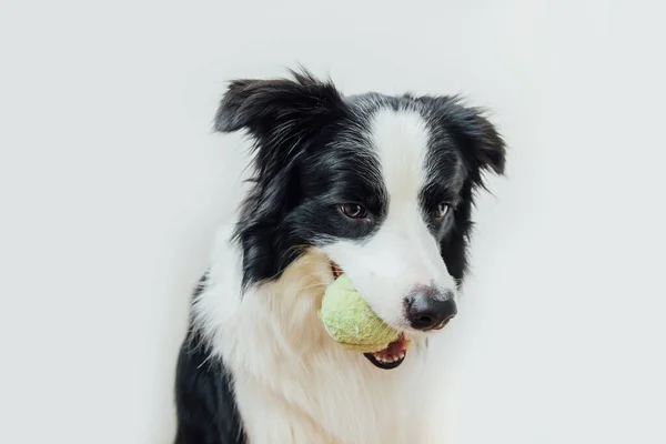 白い背景に隔離された口の中でおもちゃのボールを保持かわいい子犬犬の国境コリーの面白い肖像画 テニスボール付きの純血ペット犬は所有者と遊びたいと思っています ペットの活動と動物の概念 — ストック写真