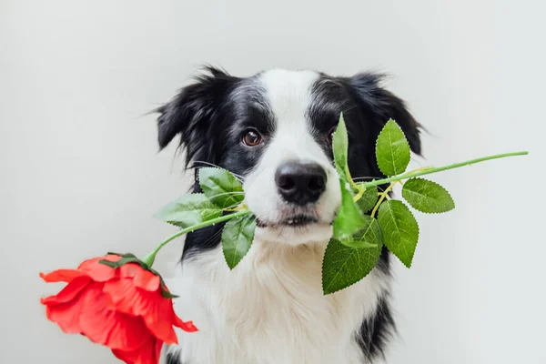 圣瓦伦丁节的概念有趣的肖像可爱的小狗边境科利抱着红玫瑰花在嘴上隔离的白色背景 情人节送礼给可爱的爱犬 — 图库照片