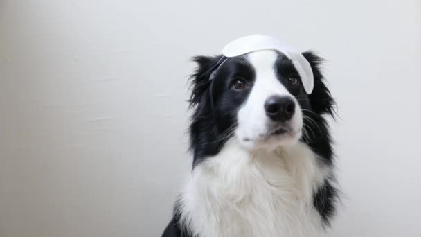 Zavarj Hagyj Aludni Vicces Aranyos Mosolygós Kiskutya Határ Collie Alvó — Stock videók