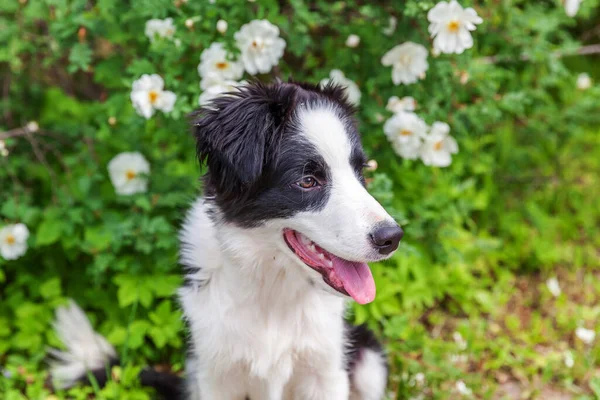 Parkta Bahçe Çiçeği Arka Planında Oturan Sevimli Gülümseyen Köpek Yavrusu — Stok fotoğraf