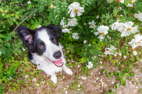Outdoor Portrait Cute Smilling Puppy Border Collie Sitting Park Garden — Stock Photo, Image