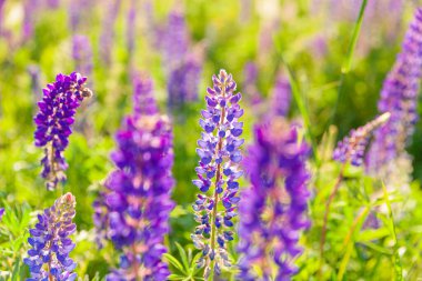 Bahar zamanı çiçek açan güzel lupin çiçekleri. Lupin bitkilerinin arka planı. Violet ilkbahar ve yaz çiçekleri. Yumuşak yumuşak renkler, seçici odak, bulanık arkaplan