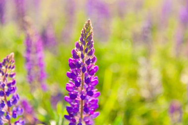 Bahar zamanı çiçek açan güzel lupin çiçekleri. Lupin bitkilerinin arka planı. Violet ilkbahar ve yaz çiçekleri. Yumuşak yumuşak renkler, seçici odak, bulanık arkaplan