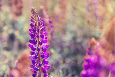 Bahar zamanı çiçek açan güzel lupin çiçekleri. Lupin bitkilerinin arka planı. Violet ilkbahar ve yaz çiçekleri. Yumuşak yumuşak renkler, seçici odak, bulanık arkaplan