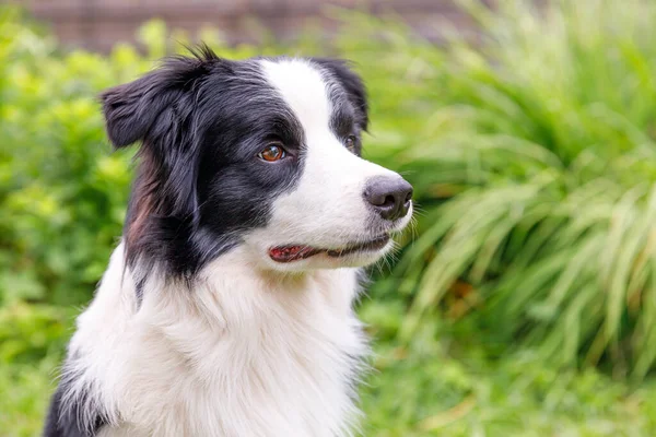 Açık Havada Gülümseyen Köpek Yavrusunun Portresi Otların Üzerinde Oturan Çoban — Stok fotoğraf