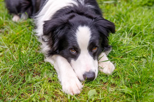 Outdoor Portrait Cute Smiling Puppy Border Collie Lying Grass Park — Stock Photo, Image