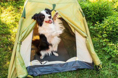 Kamp çadırında oturan sevimli köpek yavrusu sınır köpeği Collie 'nin açık hava portresi. Hayvan gezisi, köpek eşiyle macera. Gardiyan ve kamp koruması. Seyahat konsepti